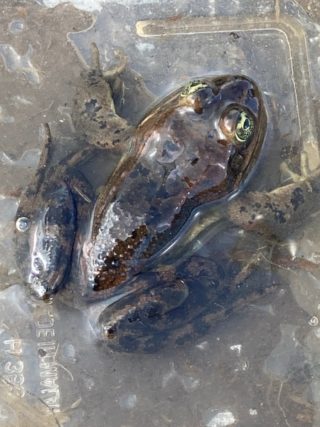 Oregon Spotted Frog - Image by the Centre of Natural Lands Management